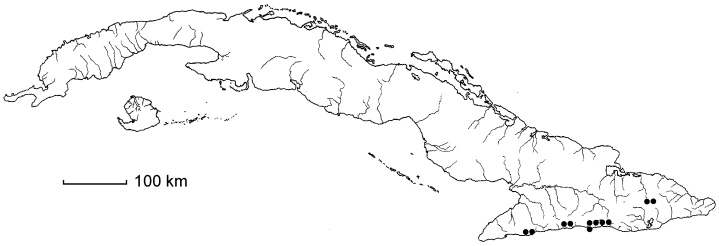 Polystichum ilicifolium