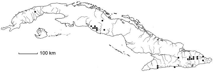 Polystichum trapezoides