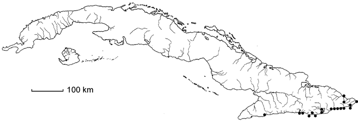 Portulaca halimoides