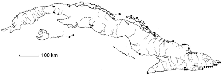 Portulaca rubricaulis