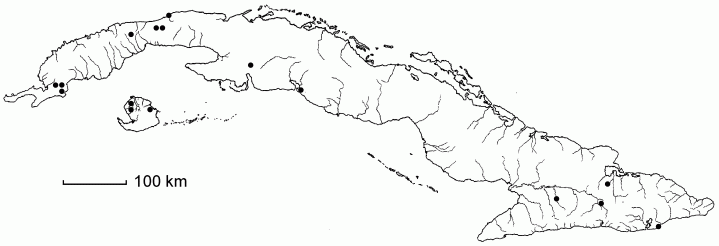 Potamogeton illinoensis