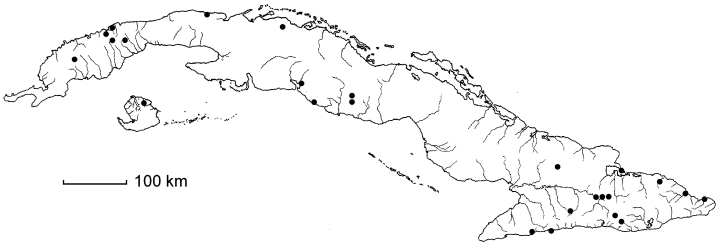 Pouteria dictyoneura subsp. dictyoneura