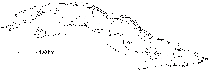 Pseudabutilon umbellatum