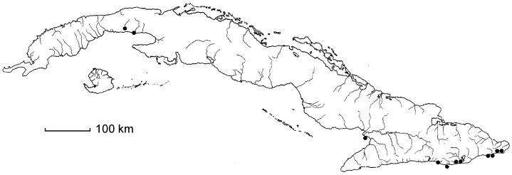 Pseudosamanea cubana