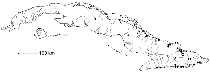 Ravenia spectabilis subsp. leonis