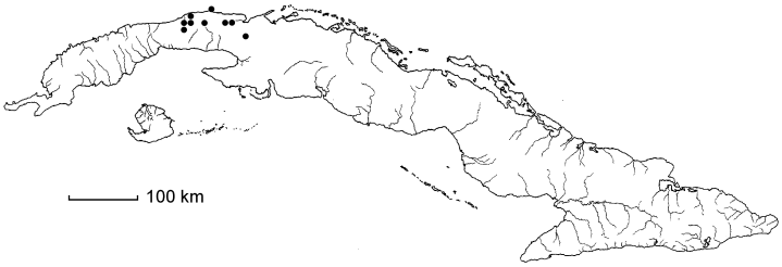 Rhytidophyllum crenulatum