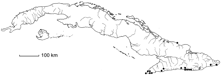 Rhytidophyllum minus