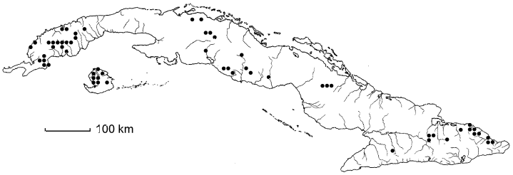 Sauvagesia erecta subsp. brownei