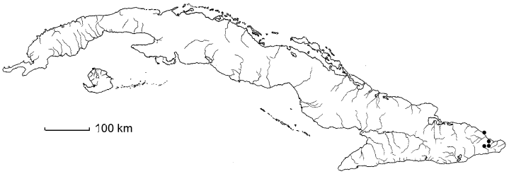 Schoepfia scopulorum