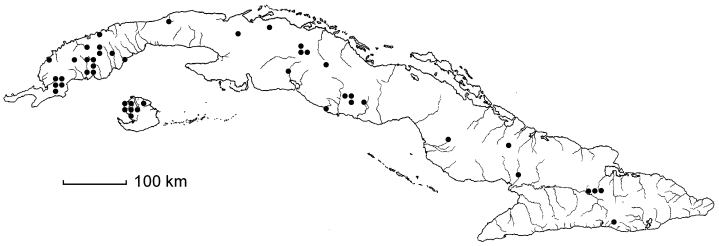 Schultesia guianensis