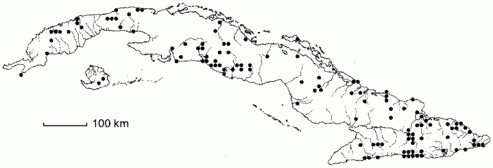 Securidaca elliptica