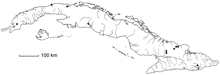 Senegalia maschalocephala