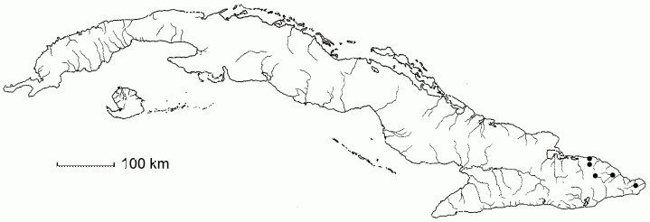 Senna gundlachii subsp. esmeraldensis