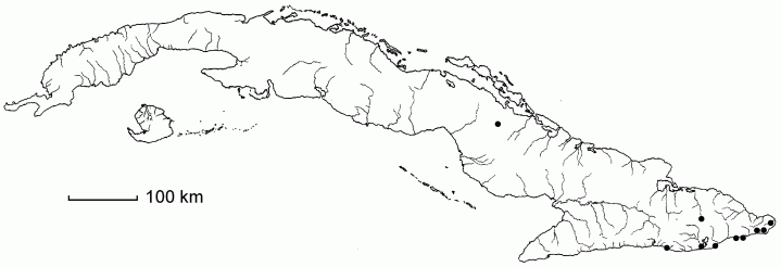 Setaria macrostachya