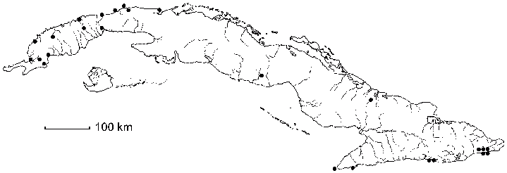 Sidastrum paniculatum