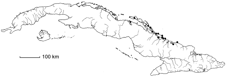 Sideroxylon celastrinum