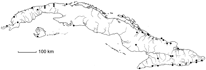 Sideroxylon foetidissimum subsp. foetidissimum