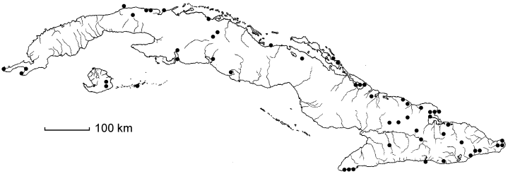Sideroxylon salicifolium