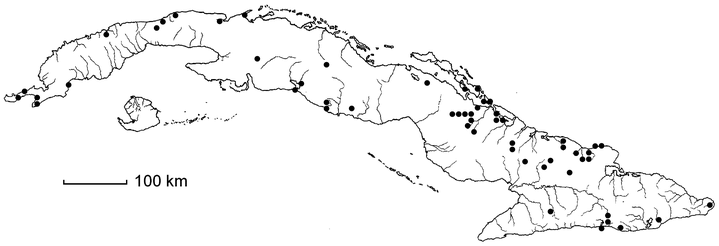 Simarouba glauca subsp. glauca