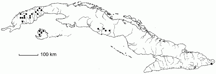 Sphaeropteris myosuroides