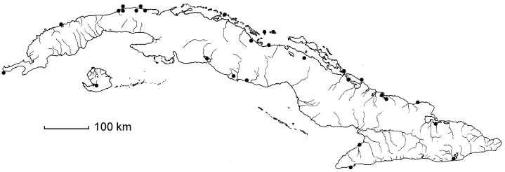 Sporobolus domingensis