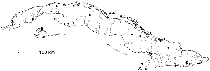 Sporobolus pyramidatus