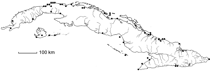 Sporobolus virginicus