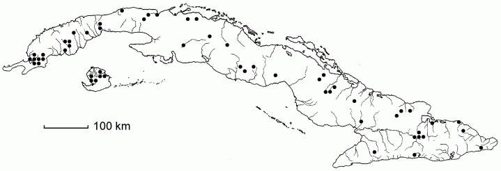 Steinchisma exiguiflorum