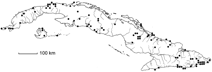 Stigmaphyllon diversifolium