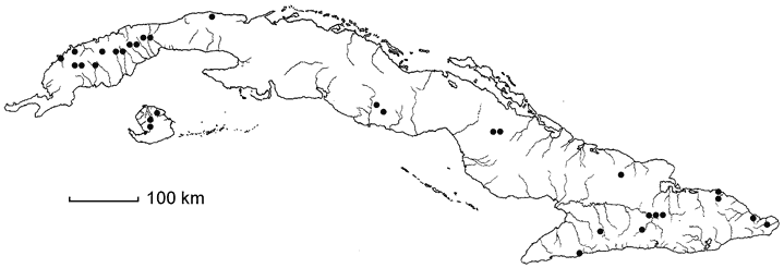 Symplocos martinicensis subsp. strigillosa
