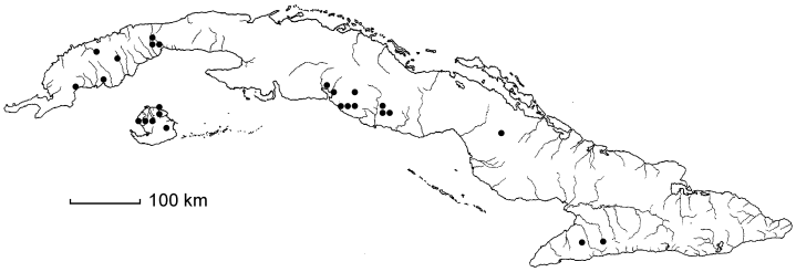 Symplocos salicifolia