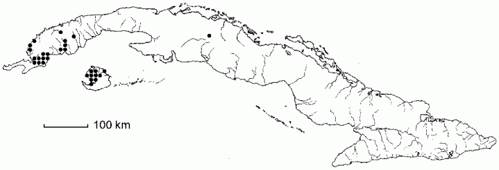 Syngonanthus lagopodioides