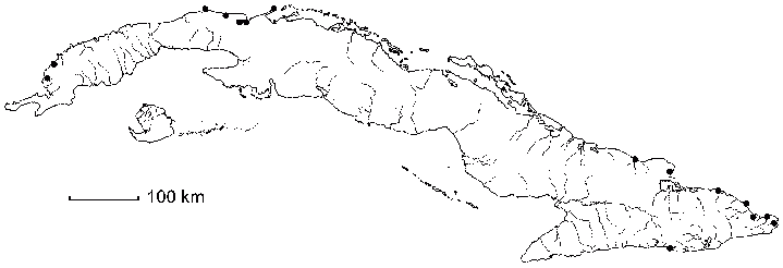 Talipariti tiliaceum var. pernambucense