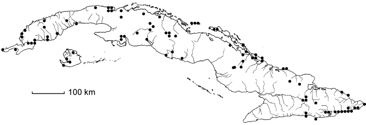 Terminalia molinetii