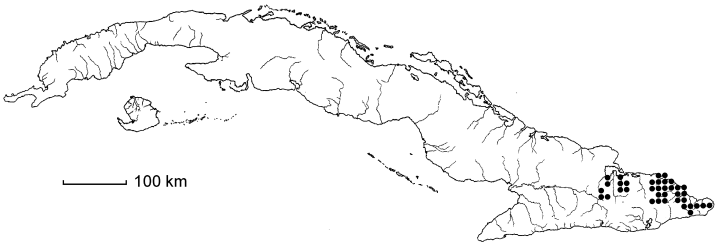 Terminalia orientensis