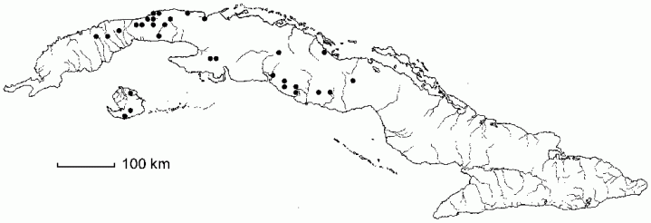 Thelypteris augescens