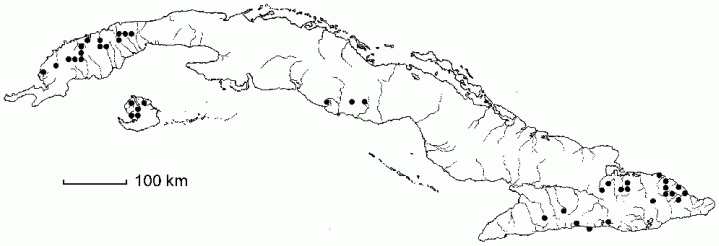 Thelypteris obliterata