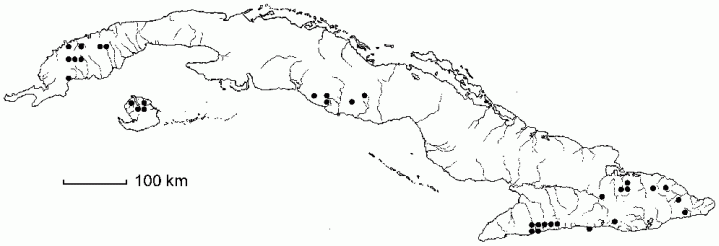 Thelypteris resinifera