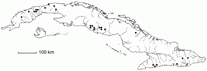 Thelypteris sclerophylla subsp. latifolia