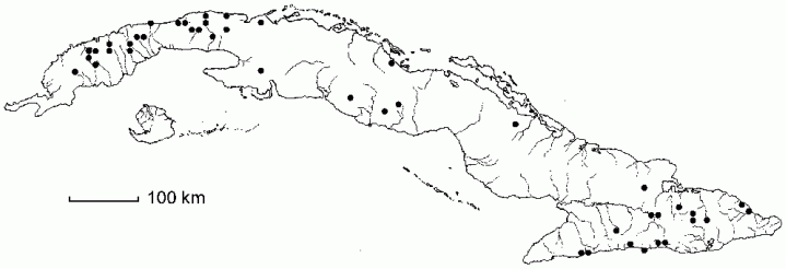 Thelypteris tetragona