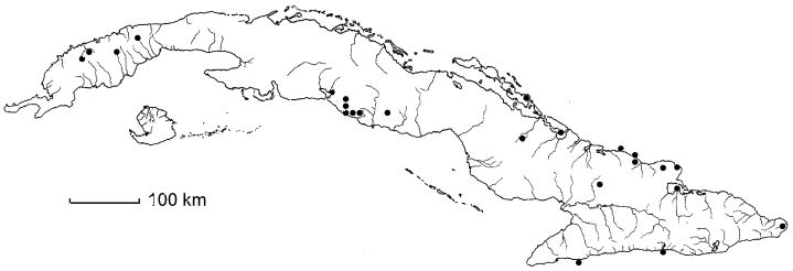 Thouinia holguinensis