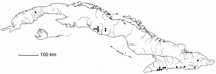 Trichomanes angustatum