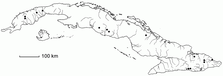 Trichomanes angustifrons