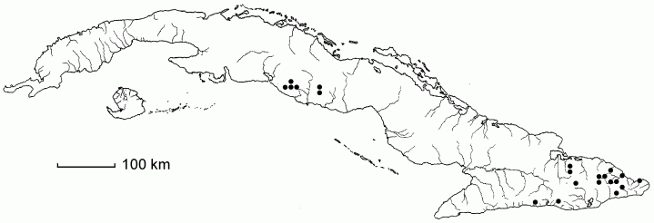 Trichomanes polypodioides