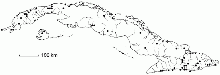 Trichostigma octandrum