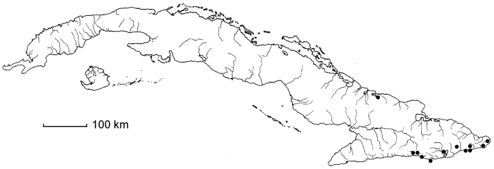 Vachellia macracantha