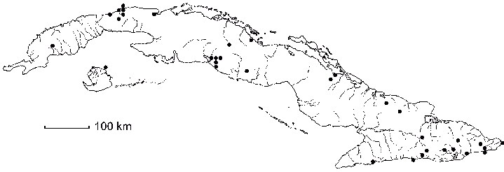 Wissadula hernandioides