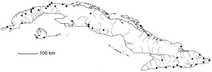 Zanthoxylum caribaeum