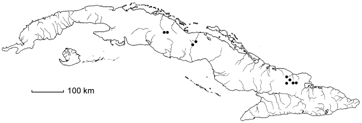 Zanthoxylum nannophyllum