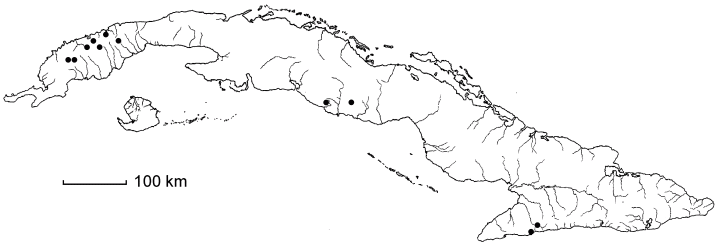 Zanthoxylum pimpinelloides